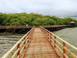 Kawasan Ekowisata Mangrove Tanjung Batu di Kecamatan Pulau Derawan, Kabupaten Berau.