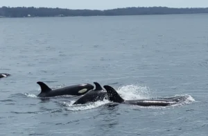 Kehadiran kawanan Paus Orca di perairan Pulau Maratua. (Instagram Werdieyy_07)