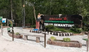 Ekowisata mangrove di Teluk Semanting, Kecamatan Pulau Derawan.