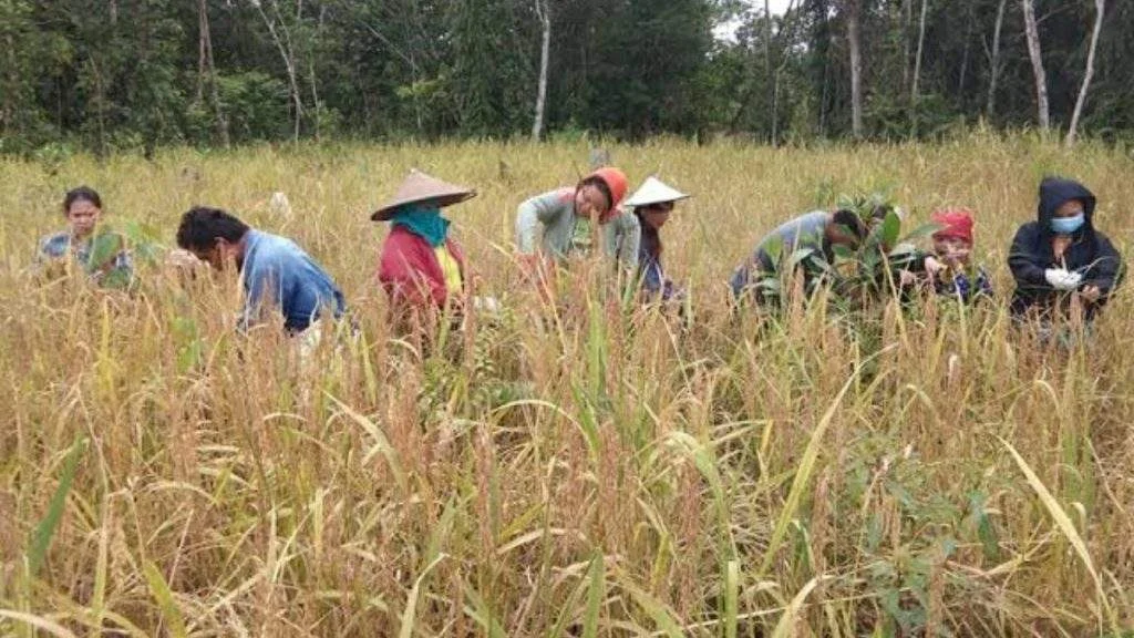 Padi Gunung, Mahakam Ulu