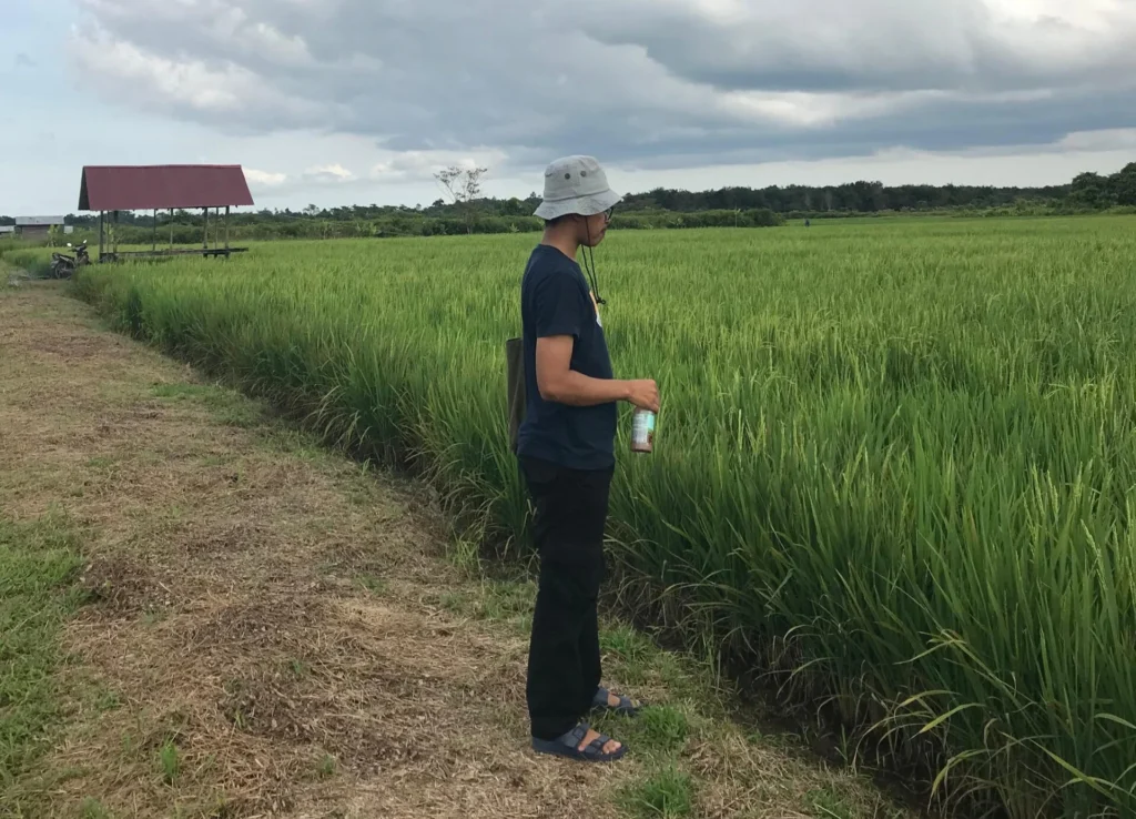 Sawah Berau