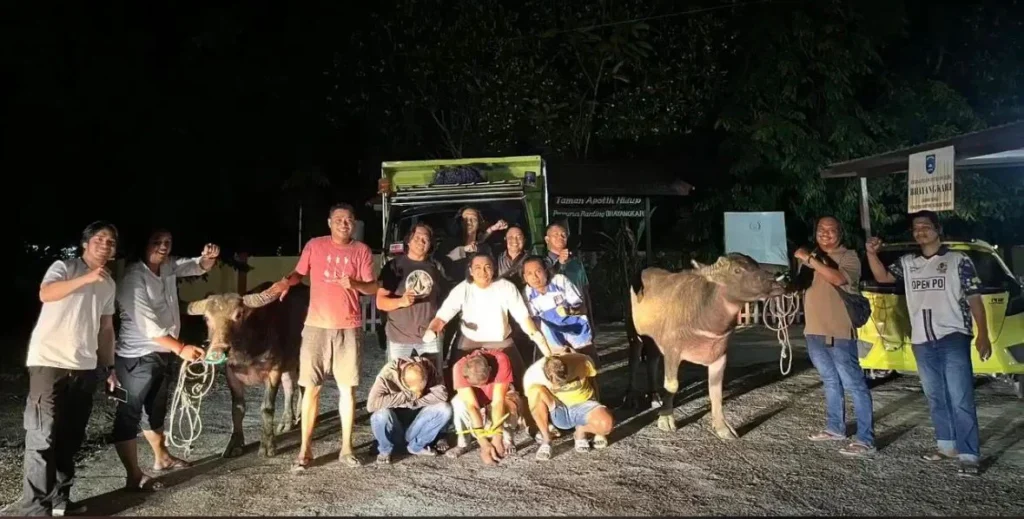 Maling Kerbau, Berau