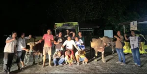 Maling Kerbau, Berau