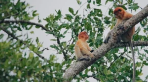 Bekantan di Hutan Pulau Besing, Kecamatan Gunung Tabur. (IST)