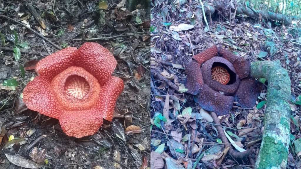 Bunga Raflesia di hutan Gunung Hantu, Kampung Teluk Sumbang, Kecamatan Bidukbiduk, ketika sedang mekar. (IST)