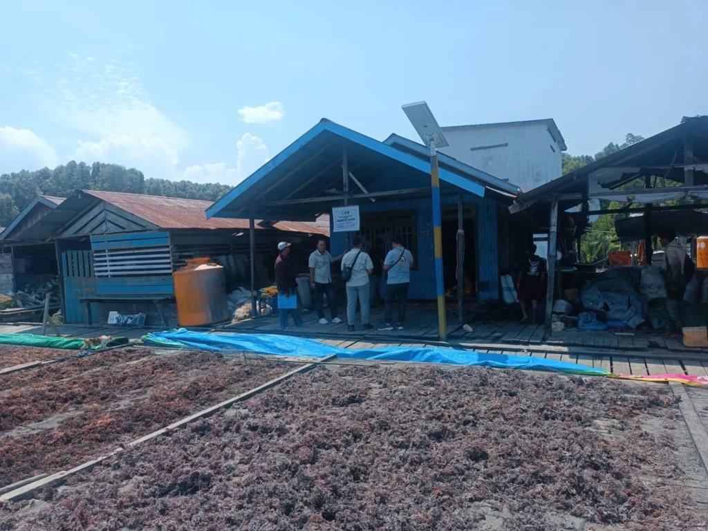 Rumput Laut Berau