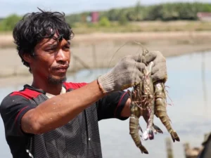Udang Windu Berau