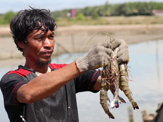 Udang Windu Berau