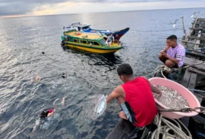Turis berenang bersama hiu tutul di whale shark point Pulau Derawan. (NT)
