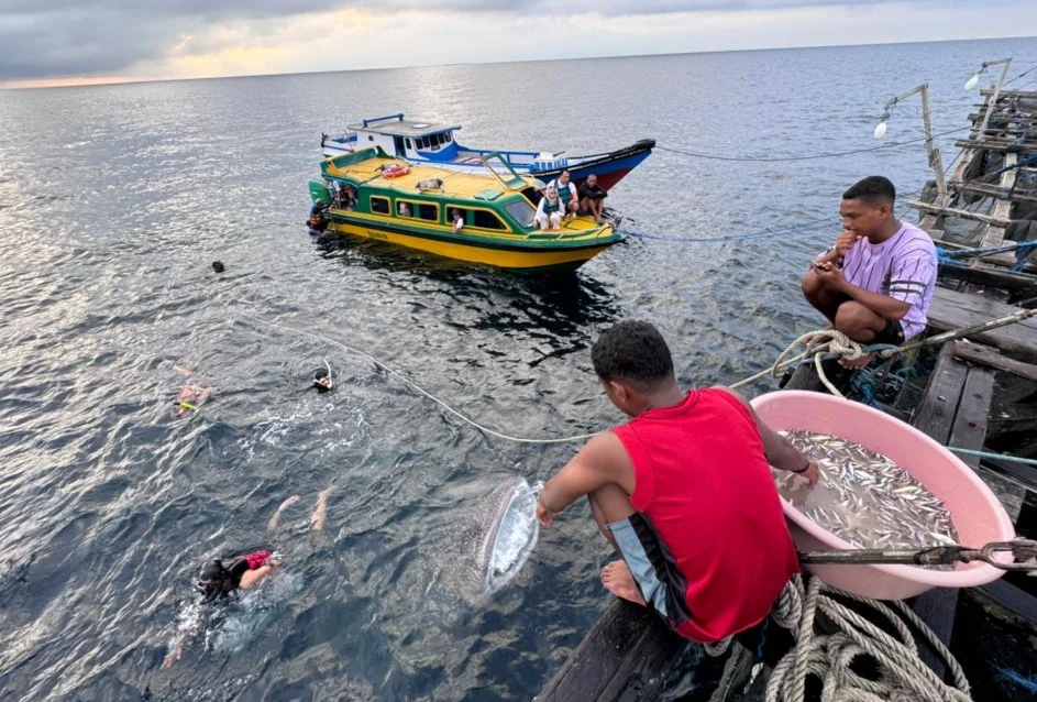 Turis berenang bersama hiu tutul di whale shark point Pulau Derawan. (NT)