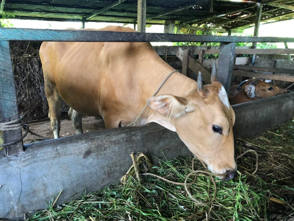 Idul Adha, Berau