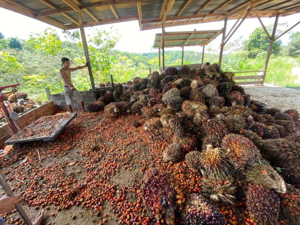 Sawit Berau
