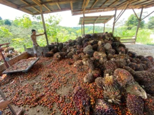 Sawit Berau