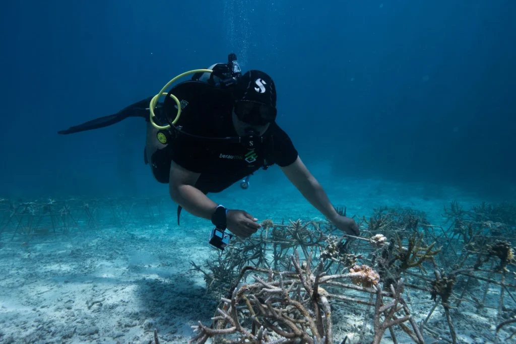 Maratua, Berau Coal,