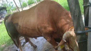 Sapi Kurban Prabowo