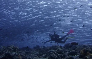 Salah satu diving point di Pulau Maratua, Kabupaten Berau. (IST)