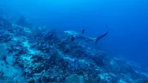 Hiu di spot menyelam perairan Maratua.