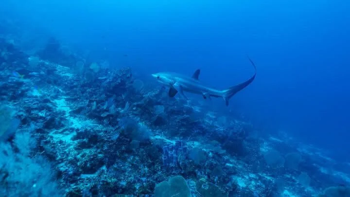 Hiu di spot menyelam perairan Maratua.